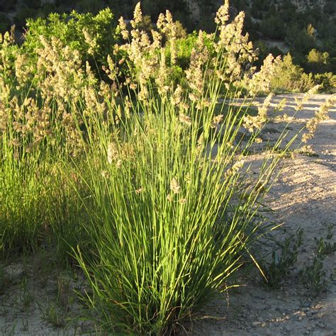 Stevenson Intermountain Seed Dactylis Glomerataorchardgrass Introduced
