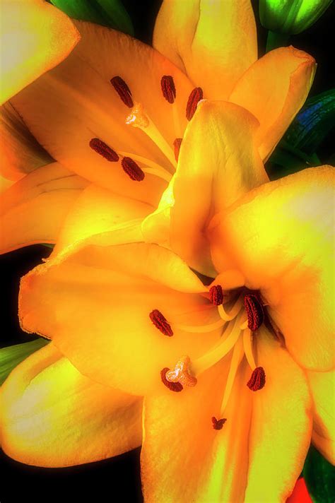 Yellow Lily Bouquet Photograph By Garry Gay Fine Art America