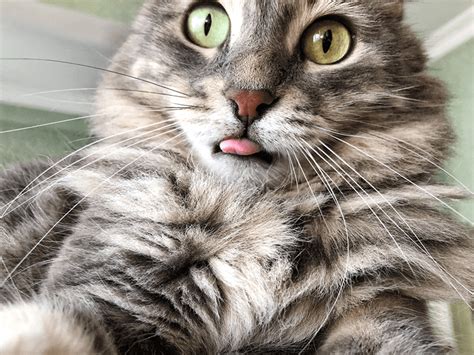 What Makes A Cats Tongue So Rough Catgazette