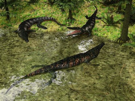 Archegosaurus Amphibians Photograph By Walter Myers Fine Art America