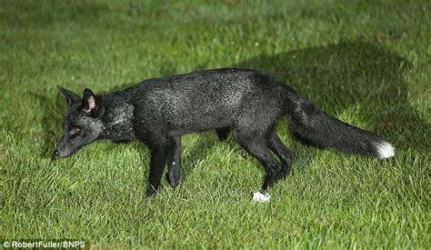 Wildlife Photographer Captures Rare Black Fox In Amazing Images Daily