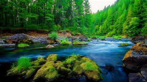 Beautiful Green Forest Wallpapers Top Free Beautiful Green Forest