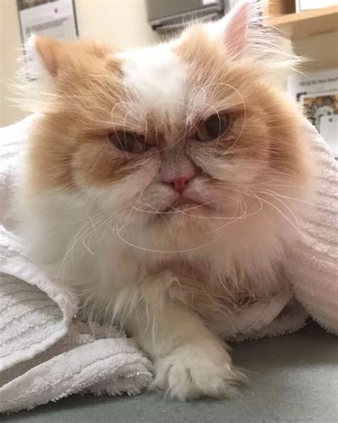 Meet Louis The New Grumpy Cat Who Has His Own Natural Resting Angry