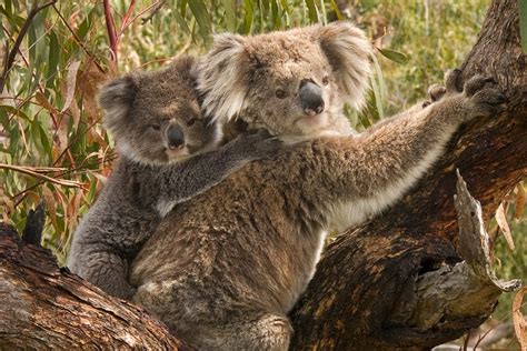 Can We Save The Koalas From Extinction Openmind