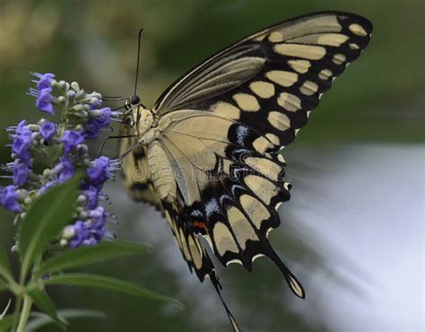 Farfalla Gigante Di Coda Di Rondine In Un Bello Giardino Fotografia