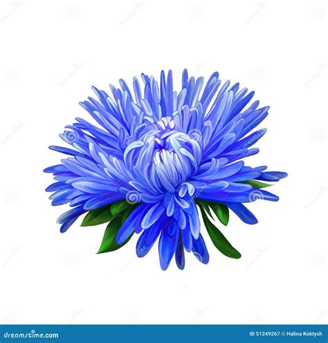Aster Blue Flower Spring Flower Isolated On Stock Image Image Of