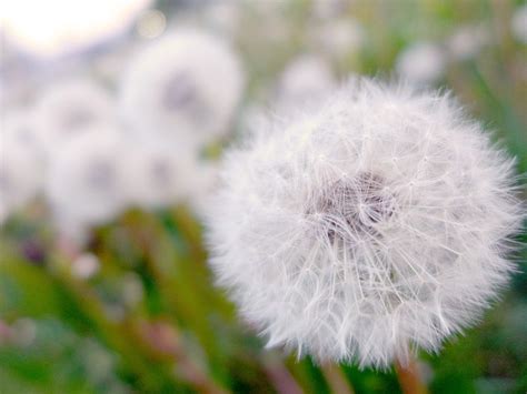 Dmuchawiec Kwiat Roślina · Darmowe Zdjęcie Na Pixabay