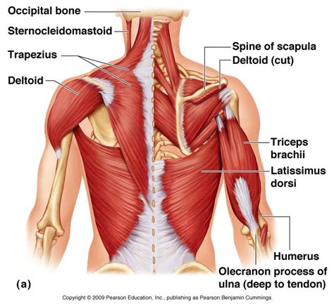 Image Result For Upper Back Muscle Diagram Muscle Anatomy Shoulder
