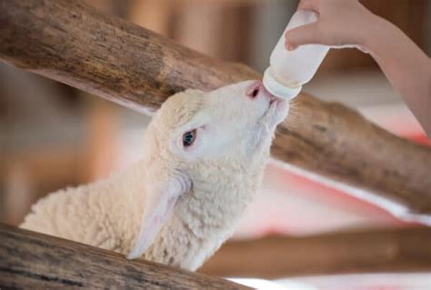 all you should know about bottle feeding lambs