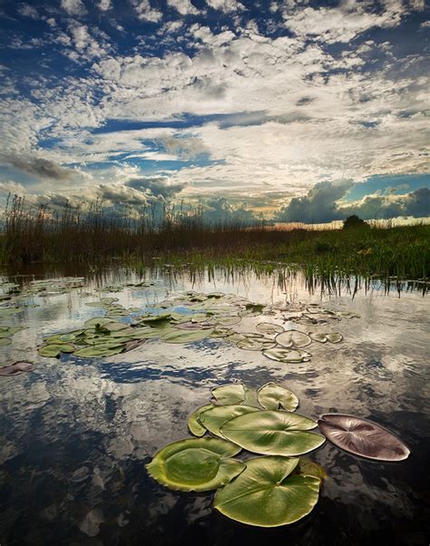 Afternoon Light On Spatterdock Everglades National Park Florida