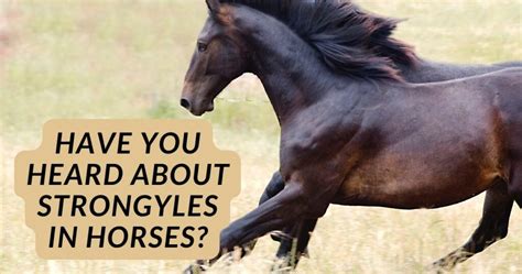 Have You Heard About Strongyles In Horses The Horses Guide
