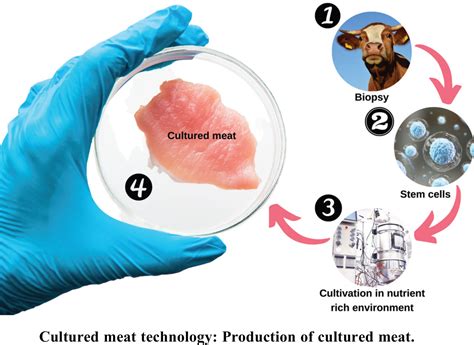 A Review Of Cultured Meat And Its Current Public Perception Bentham