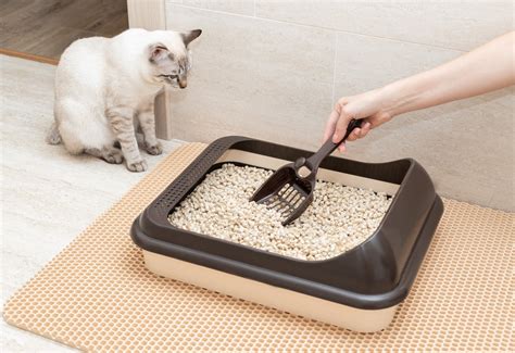 Where To Put A Litter Box 6 Essential Considerations For All Cat