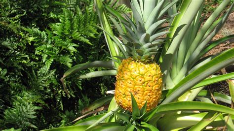 Juicy Ripe Pineapples From Your Garden Here Is How Pineapple