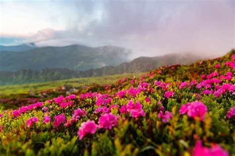 Pink Rhododendron Flowers In Mountains Stock Photo Image Of Flora
