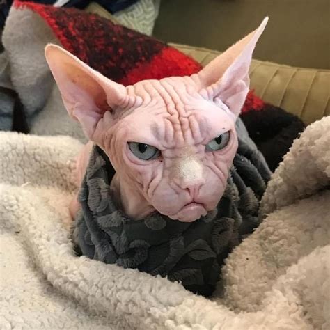 An Oddly Handsome Sphynx Cat Whose Wrinkled Face Makes Him Appear Perpetually Angry Cute
