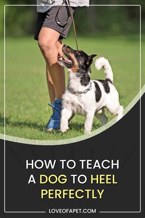 How To Teach A Dog To Heel Perfectly Love Of A Pet Dogs Brain