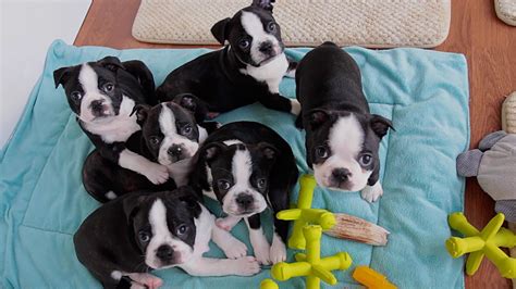 Yes, raw dog food is safe for your boston terrier. 10 Best Dog Food Proucts For Boston Terrier Puppies Reviewed