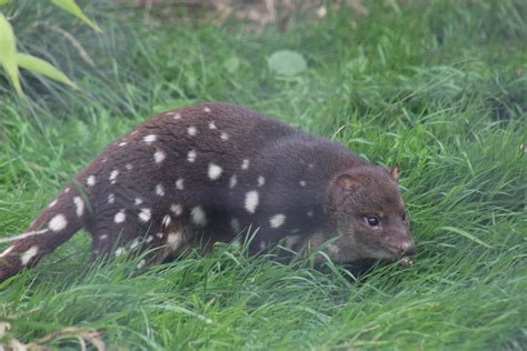 Tiger Quoll Zoochat