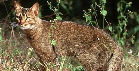 African Wild Cat Africa Mammal Guide