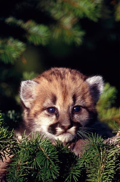 cougar cub photograph by jeffrey lepore fine art america