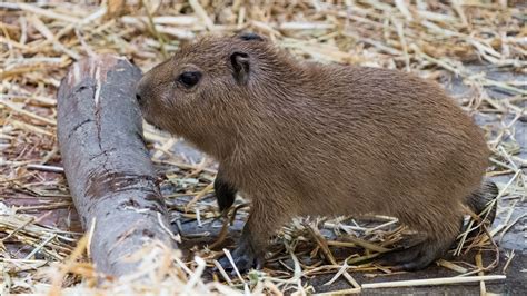 Two Playful Baby Capybara Babies Arrive At Zoo Wroclaw Youtube