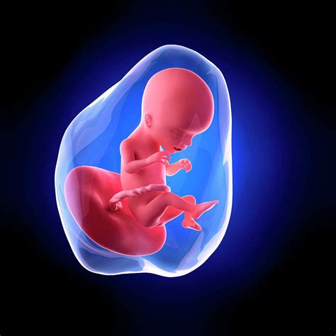 Human Fetus Age 17 Weeks Photograph By Sebastian Kaulitzkiscience