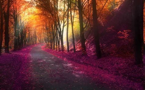 Nature Fall Park Trees Colorful Landscape Leaves Hill Road Lights Wallpapers Hd