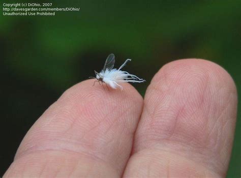 Bug Pictures Woolly Aphid Eriosoma Sp By Diohio
