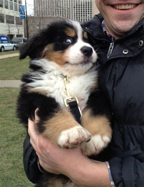 13 Reasons Why Bernese Mountain Dogs Have A Fluffy Part In