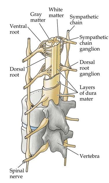 Spinal Cord Injury Presentation And Treatment Bone And Spine