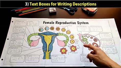 Reproductive System Projects