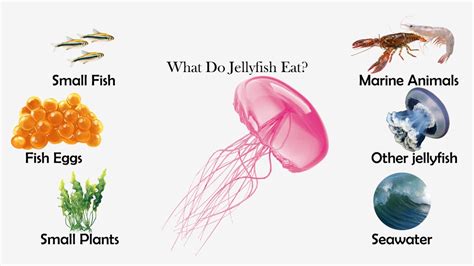 What Do Jellyfish Eat Feeding Nature