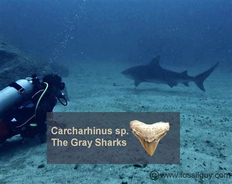 Carcharhinus The Gray Sharks Fossil Facts Information And
