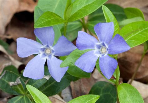 Periwinkle Definition Of Periwinkle