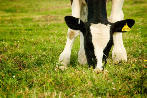 Babies under twelve months old cannot digest cow's milk properly. Baby Cows and Calves