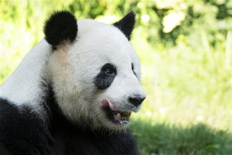Portrait Of Panda Bear Close Up Stock Image Image Of Mammal Black