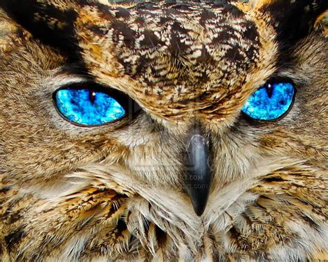 Coruja Blue Eyed Owl Kék Szemű Bagoly Owl Power Animal Beautiful Owl