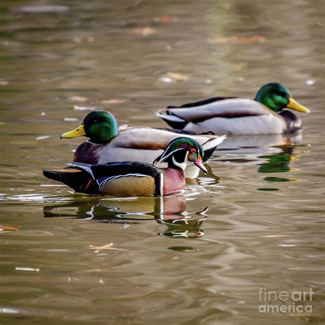 Wood Duck And Mallard Drakes At Cannon Hill Park Photograph By Sam Judy
