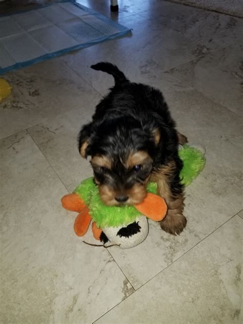 We have some little morkies that are available at this time, and have another litter due any day now. Morkie Puppies For Sale | Ivor, VA #324790 | Petzlover