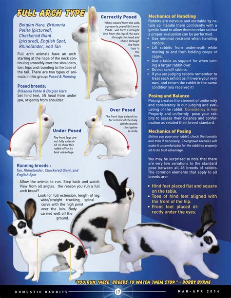 Posing And Evaluating Different Type Rabbits ARBA