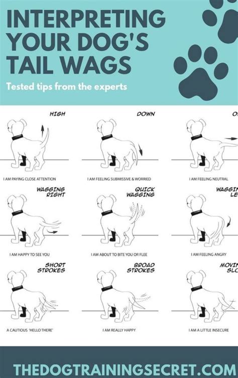 How To Read Dog Body Language Dog Body Language Dog Training