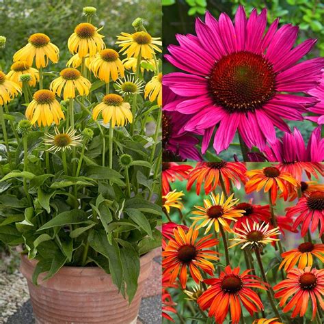 Echinacea Collection Echinacea And Rudbeckia By Variety Perennial
