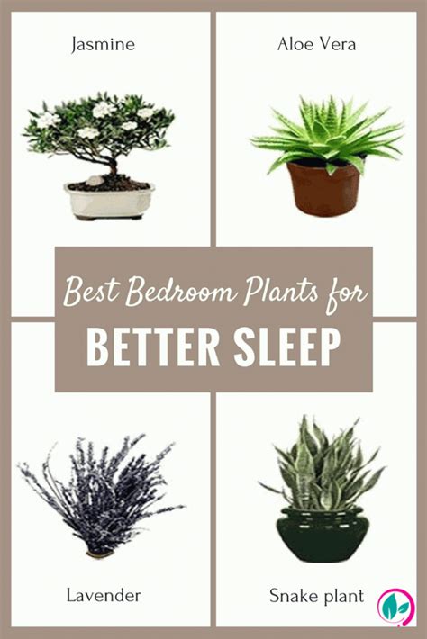 Sleep Best Plants For Bedroom Bedroom Plants Decor Bathroom Plants