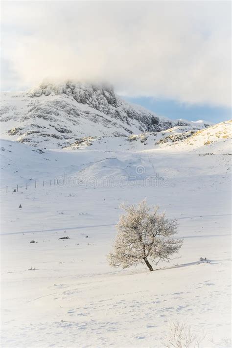 Snow Covered Tree And Mountain In A White Landscape In Beitostølen