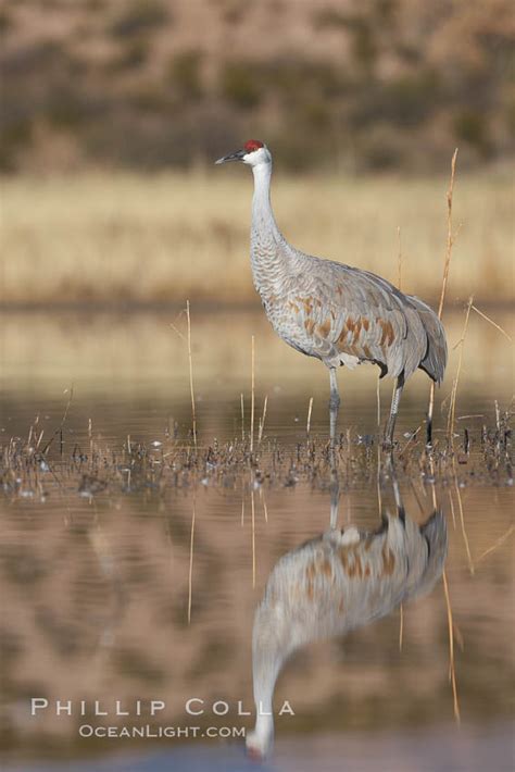 A Sandhill Crane Is Perfectly Reflected Grus Canadensis Bosque Del Apache National Wildlife