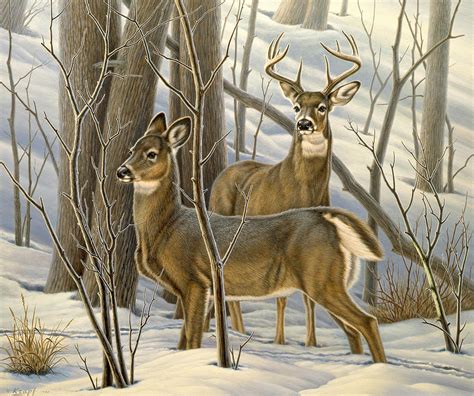Ready Whitetail Deer Painting By Paul Krapf Fine Art America