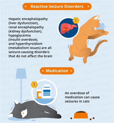 What Causes Seizures In Older Cats Canna Pet