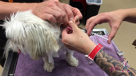 Because canned dog food is a complete and balance diet. How to unclog a feeding tube in a dog | VETgirl Veterinary ...