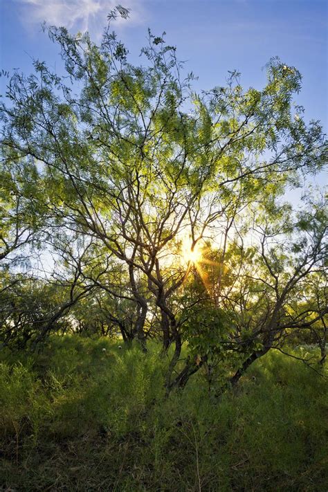 The Setting Sun Glints Through A Grove Of Mesquite Trees On A Ranch In